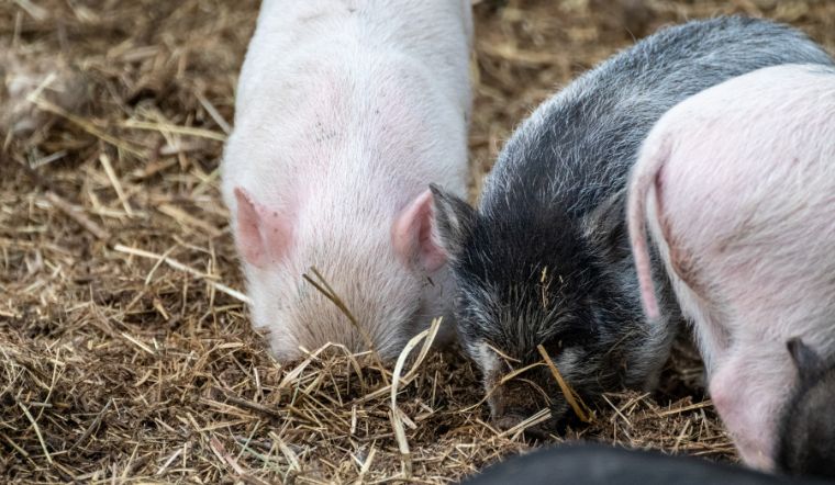 Giá heo hơi hôm nay 23/08: Tiếp tục tăng 1.000 đồng/kg