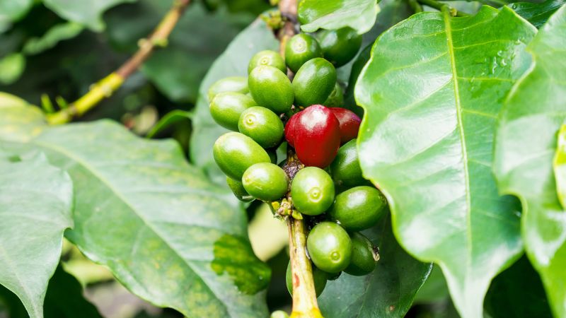 Giá cà phê Robusta giao dịch tại London Giá cà phê Robusta giao dịch tại London