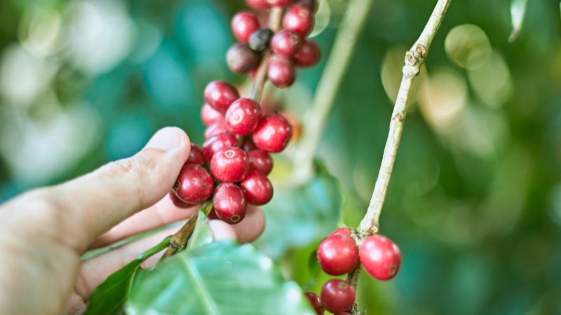 Giá cà phê Arabica giao dịch tại New York Giá cà phê Arabica giao dịch tại New York