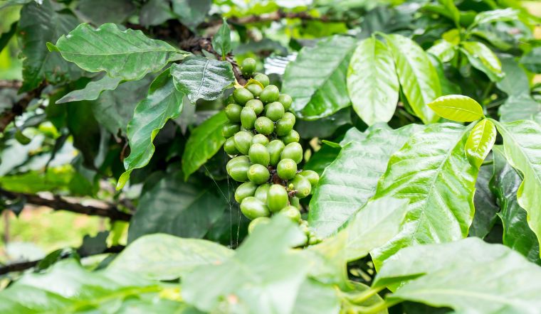 Giá cà phê hôm nay 23/08/2024: Giảm 1.000 đồng/kg