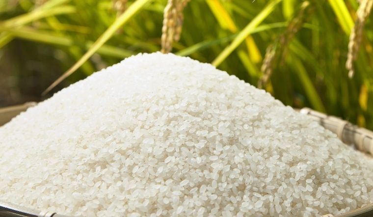 Giá lúa gạo hôm nay 23/8/2024: Không có thay đổi