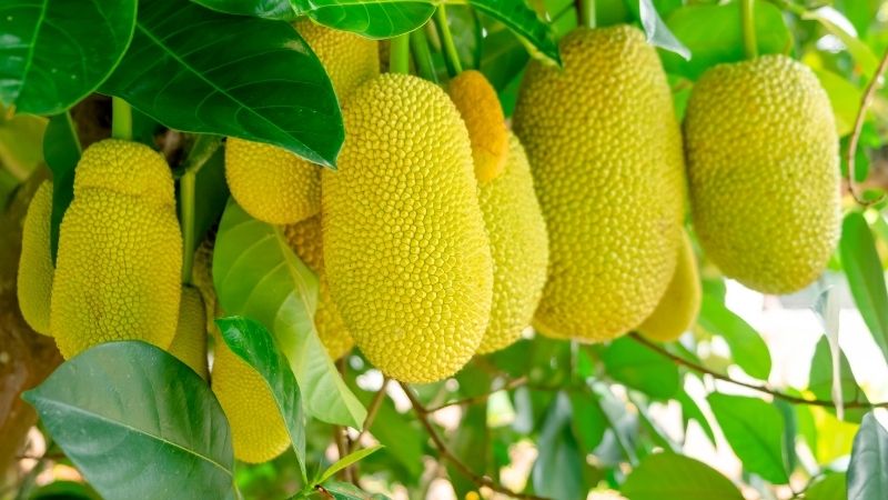 Phục hồi vườn mít sau thu hoạch cần lưu ý những điều gì? Phục hồi vườn mít sau thu hoạch cần lưu ý những điều gì?