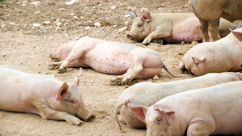 Giá heo hơi hôm nay 24/08 tại miền Bắc