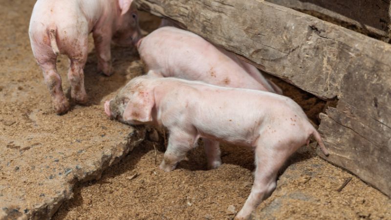 Giá heo hơi hôm nay 24/08 tại miền Trung, Tây Nguyên