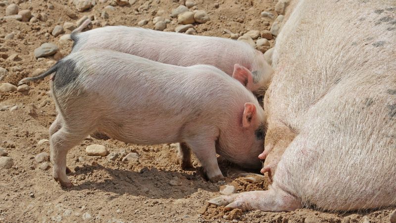 Giá heo hơi hôm nay 24/08 tại miền Nam