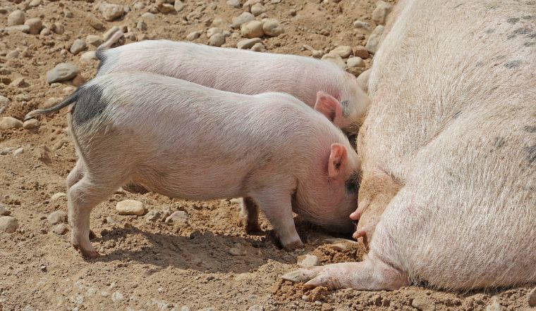 Giá heo hơi hôm nay 24/08: Cuối tuần ổn định