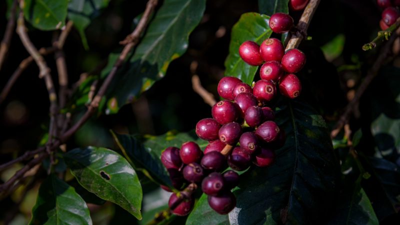 Giá cà phê trong nước hôm nay Giá cà phê trong nước hôm nay