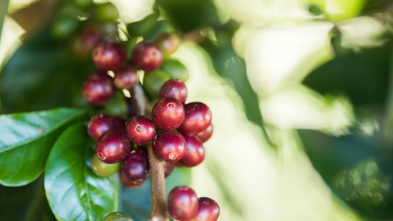Giá cà phê Robusta giao dịch tại London Giá cà phê Robusta giao dịch tại London