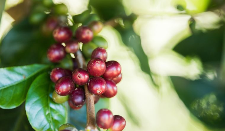 Giá cà phê hôm nay 24/08/2024: Đồng loạt tăng 1.500 đồng/kg
