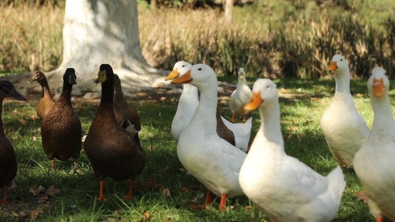 Giá vịt hôm nay ngày 24/08 Giá vịt hôm nay ngày 24/08