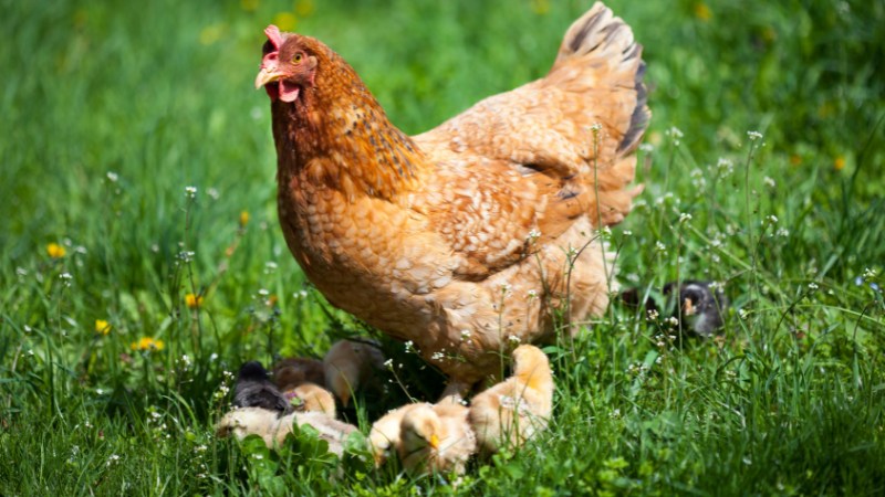 Giá gà hôm nay ngày 24/08 Giá gà hôm nay ngày 24/08