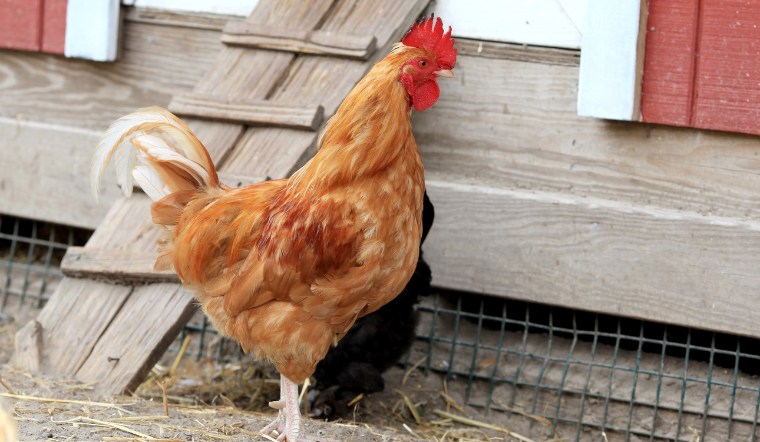 Giá gia cầm hôm nay 24/08/2024: Ổn định cuối tuần