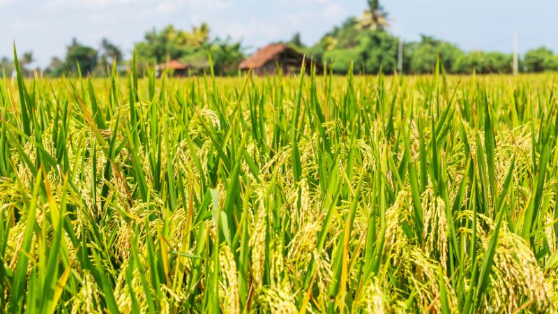 Giá gạo hôm nay 26/8