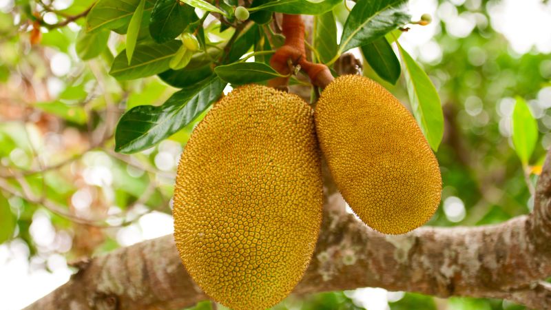 Vì sao nên để trái mít ra từ nhánh cái, không để trái ra từ thân? Vì sao nên để trái mít ra từ nhánh cái, không để trái ra từ thân?