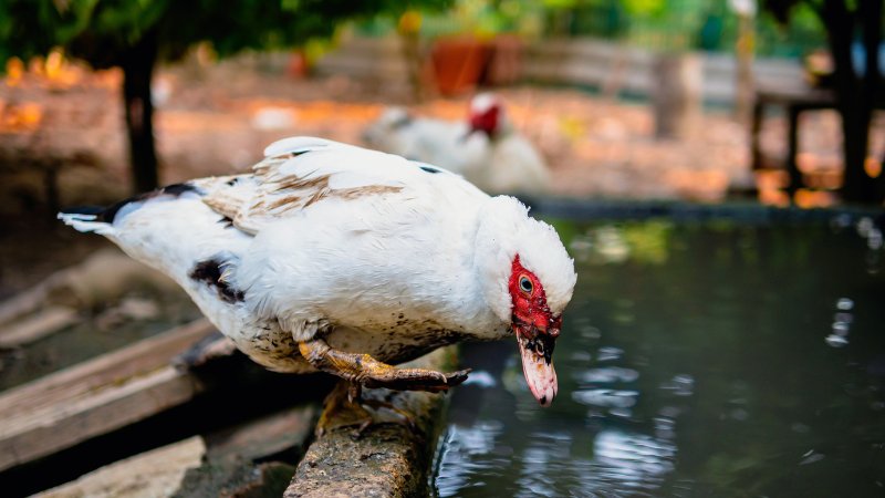 Giá vịt hôm nay ngày 27/08 Giá vịt hôm nay ngày 27/08