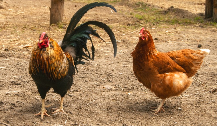 Giá gia cầm hôm nay 27/08/2024: Không ghi nhận biến động