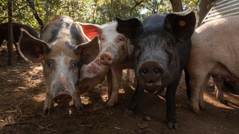 Giá heo hơi hôm nay 27/08 tại miền Trung, Tây Nguyên