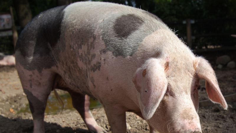 Giá heo hơi hôm nay 27/08 tại miền Nam