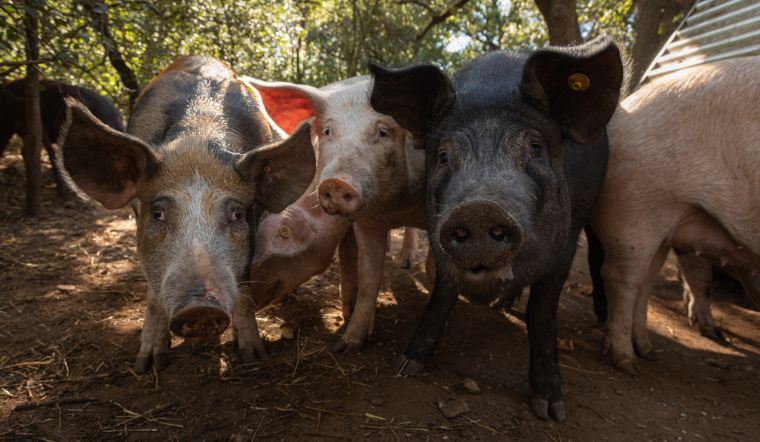 Giá heo hơi hôm nay 27/08: Tăng rải rác 1.000 đồng/kg