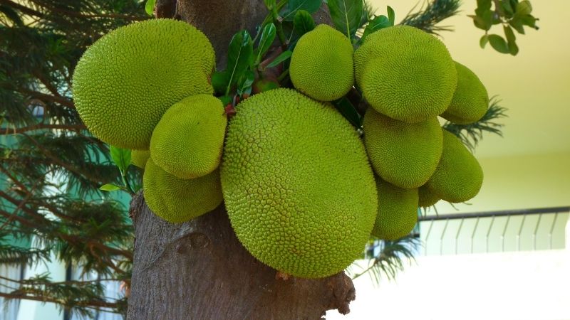 Cây mít Thái nên để bao nhiêu trái là vừa? Cây mít Thái nên để bao nhiêu trái là vừa?