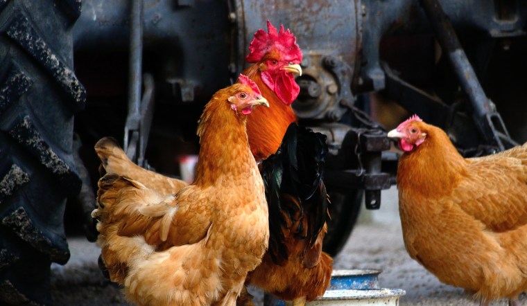 Giá gia cầm hôm nay 28/08/2024: Loanh quanh ở mức cũ