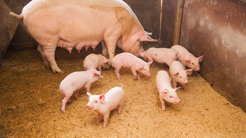 Giá heo hơi hôm nay 28/08 tại miền Bắc