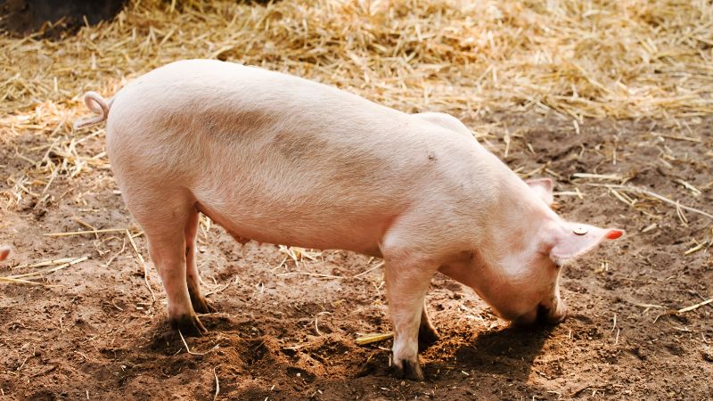 Giá heo hơi hôm nay 28/08 tại miền Trung, Tây Nguyên