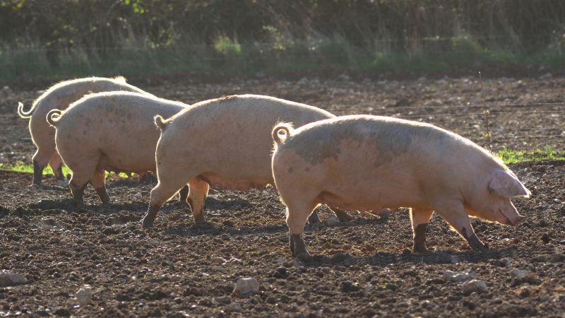 Giá heo hơi hôm nay 28/08 tại miền Nam