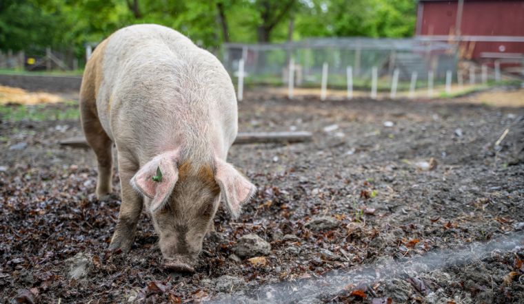 Giá heo hơi hôm nay 28/08: Đồng loạt đi ngang