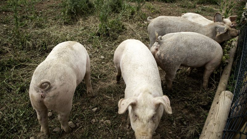 Giá heo hơi hôm nay 29/08 tại miền Bắc