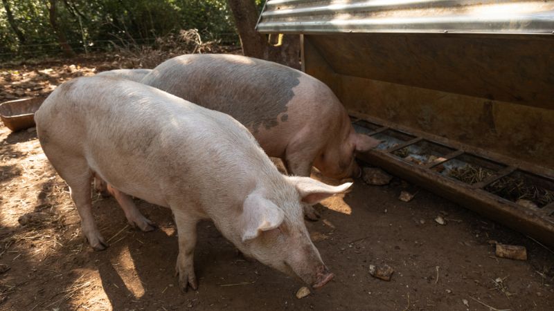 Giá heo hơi hôm nay 29/08 tại miền Trung, Tây Nguyên