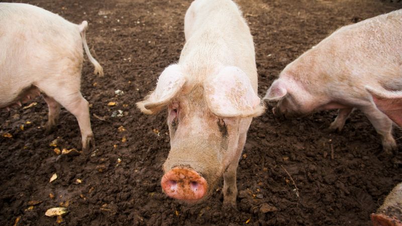 Giá heo hơi hôm nay 29/08 tại miền Nam