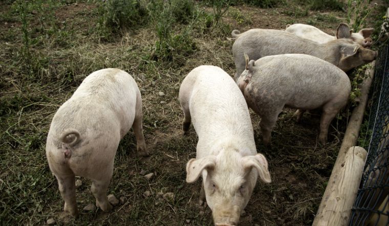 Giá heo hơi hôm nay 29/08: Biến động trái chiều từ 1.000 đồng