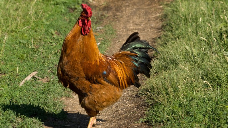 Giá gà hôm nay ngày 29/08 Giá gà hôm nay ngày 29/08