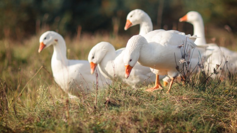 Giá vịt hôm nay ngày 29/08 Giá vịt hôm nay ngày 29/08