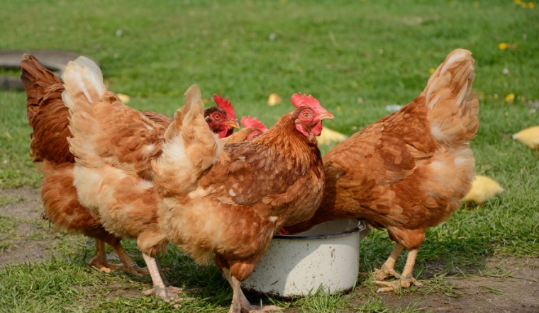 Giá gia cầm hôm nay 29/08/2024: Giữ đà đi ngang thêm một ngày