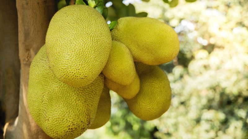Tại sao cây mít tơ xơ đen nhiều, mít trồng dày xơ đen nhiều hơn trồng thưa? Tại sao cây mít tơ xơ đen nhiều, mít trồng dày xơ đen nhiều hơn trồng thưa?
