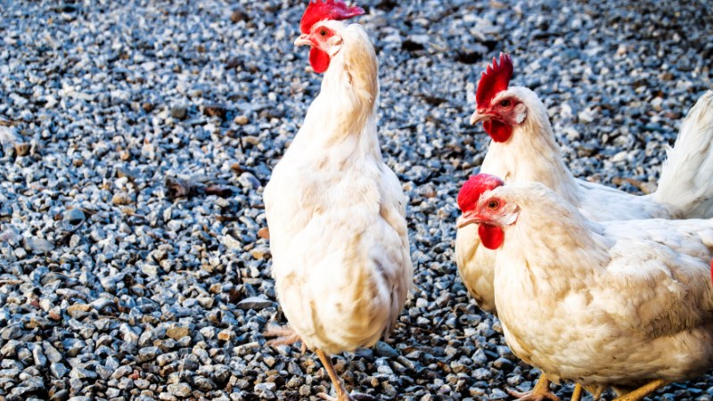 Giá gà hôm nay ngày 30/08 Giá gà hôm nay ngày 30/08