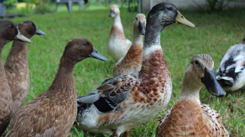 Giá vịt hôm nay ngày 30/08 Giá vịt hôm nay ngày 30/08