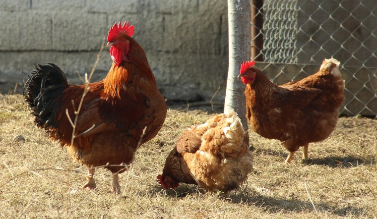 Giá gia cầm hôm nay 30/08/2024: Thị trường yên ắng trước kỳ nghỉ lễ