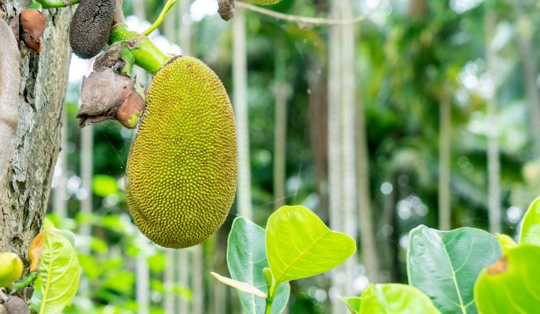 Giá mít Thái hôm nay 30/8/2024: Giá giảm mạnh