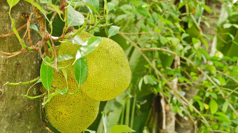 Vì sao trái mít già rồi còn bị thối? Vì sao trái mít già rồi còn bị thối?