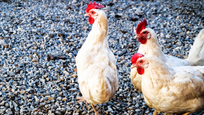 Giá gà hôm nay ngày 31/08 Giá gà hôm nay ngày 31/08