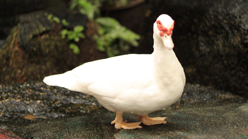 Giá vịt hôm nay ngày 31/08 Giá vịt hôm nay ngày 31/08