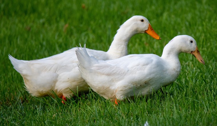 Giá gia cầm hôm nay 31/08/2024: Cuối tuần giá bán không đổi