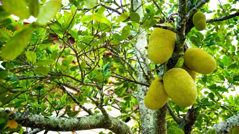 Hai cách cho cây mít ra hoa đồng loạt như ý muốn Hai cách cho cây mít ra hoa đồng loạt như ý muốn