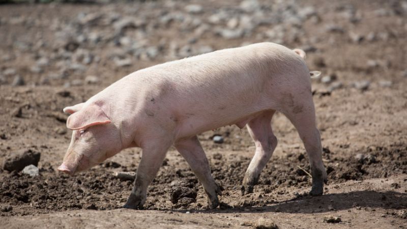 Giá heo hơi hôm nay 31/08 tại miền Bắc