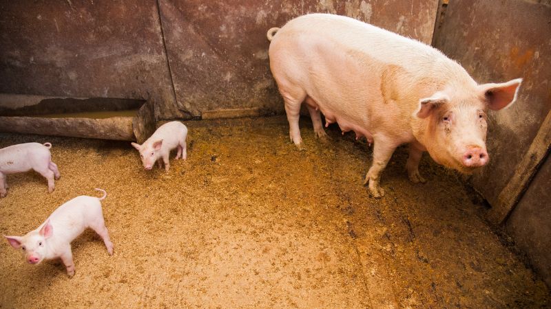 Giá heo hơi hôm nay 31/08 tại miền Nam