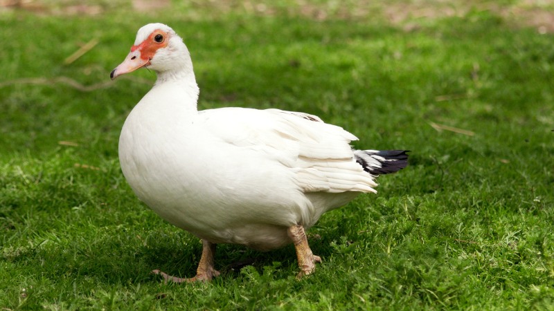 Giá vịt hôm nay ngày 04/09 Giá vịt hôm nay ngày 04/09