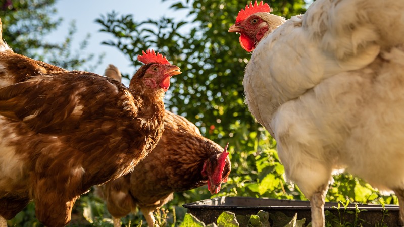 Giá gà hôm nay ngày 04/09 Giá gà hôm nay ngày 04/09